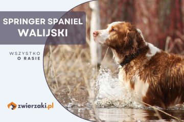 springer spaniel walijski