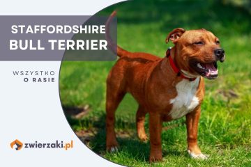 staffordshire bull terrier