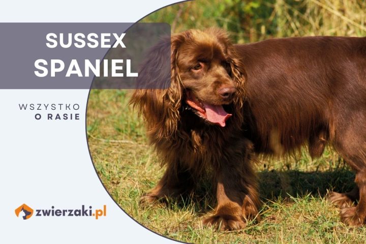 sussex spaniel