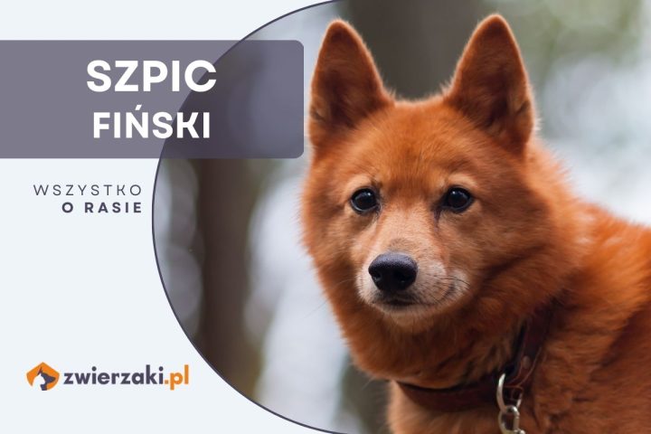 szpic fiński