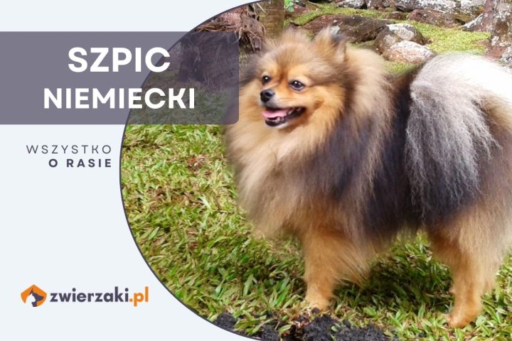 szpic niemiecki