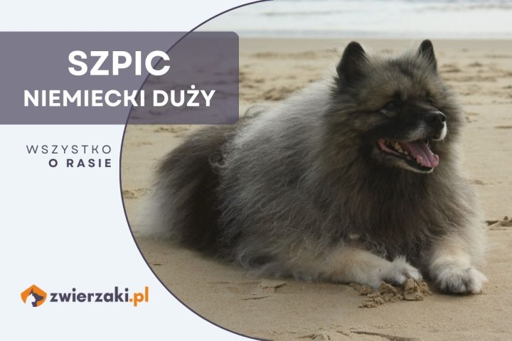 szpic niemiecki duży