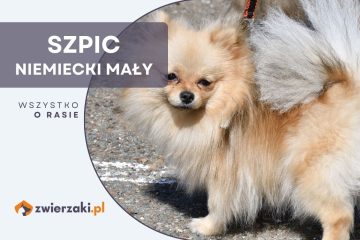 szpic niemiecki mały