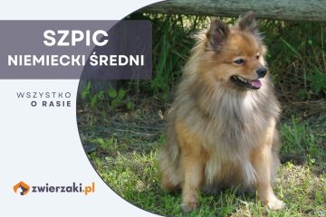 szpic niemiecki średni