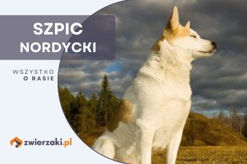 szpic nordycki