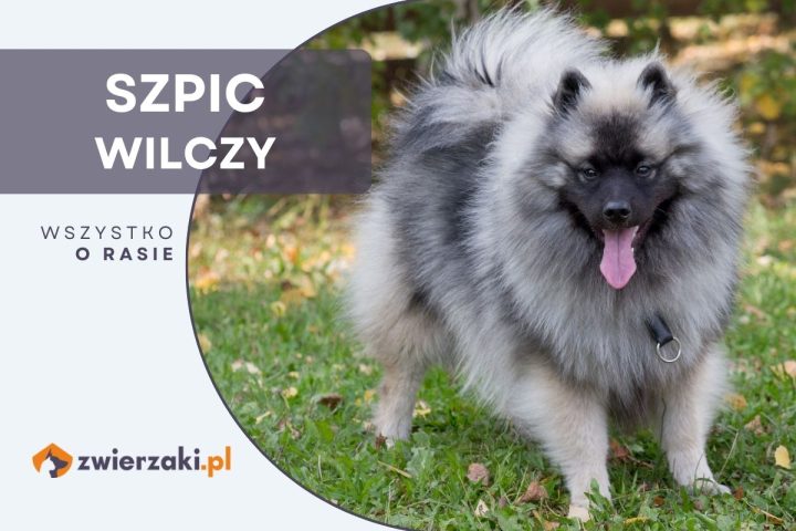 szpic wilczy