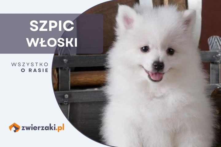 szpic włoski