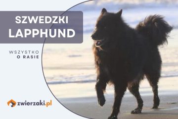 szwedzki lapphund