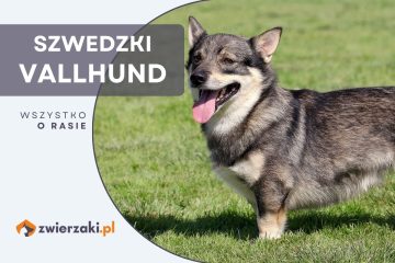 szwedzki vallhund