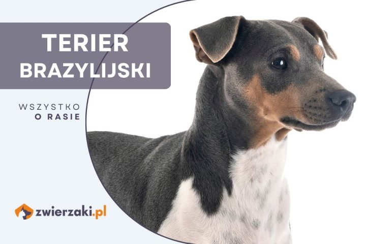 terier brazylijski