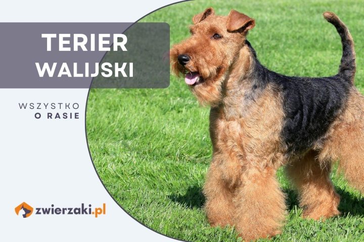 terier walijski