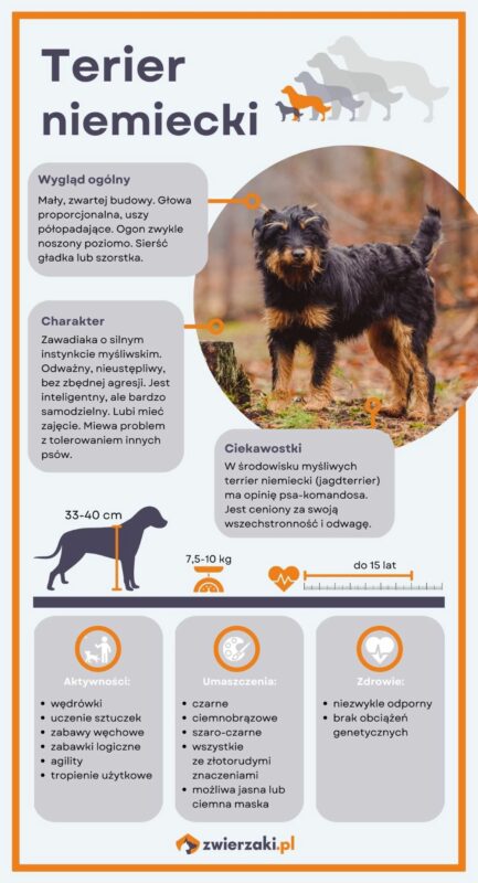 terier niemiecki infografika