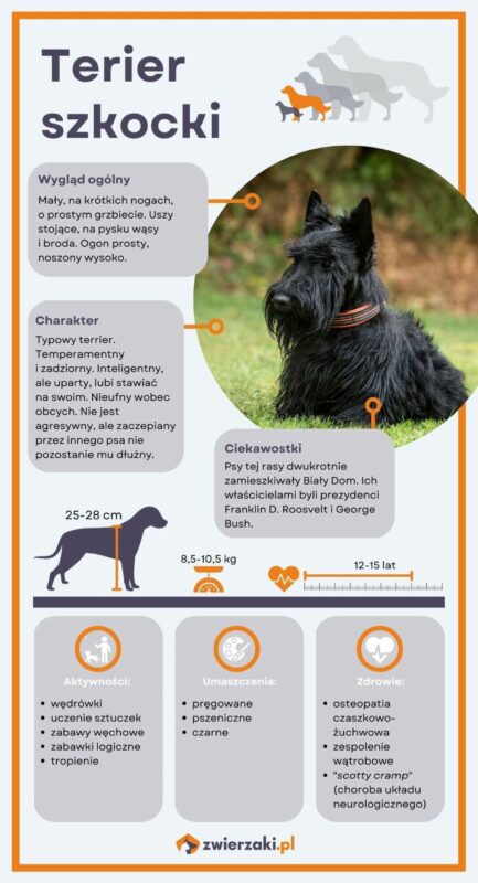 terier szkocki infografika