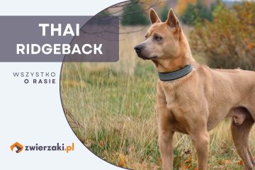 thai ridgeback