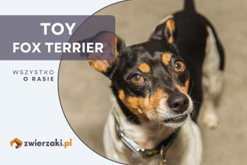 toy fox terrier