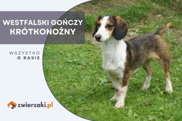 westfalski gończy krótkonożny