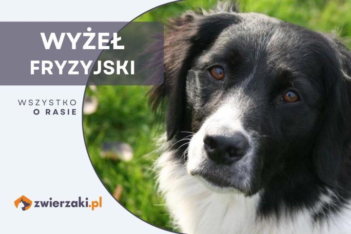 wyżeł fryzyjski