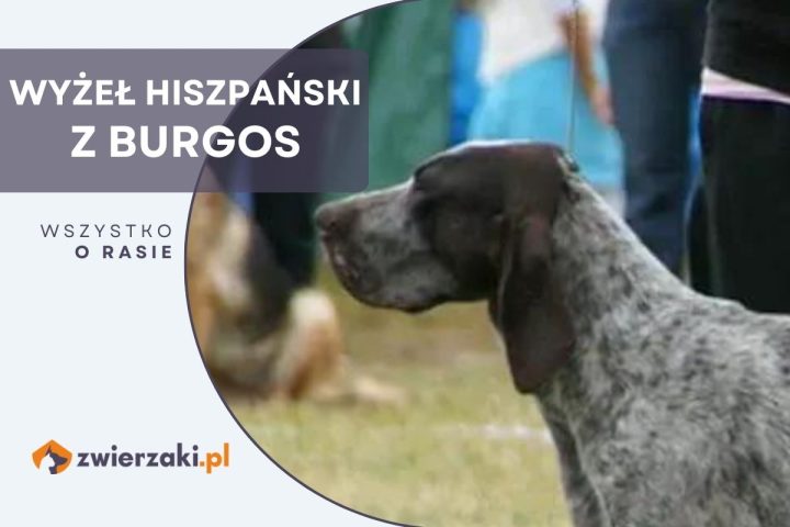 wyżeł hiszpański z burgos