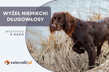 wyżeł niemiecki długowłosy