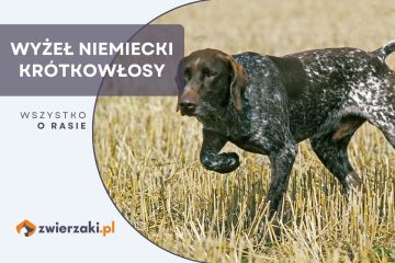 wyżeł niemiecki krótkowłosy