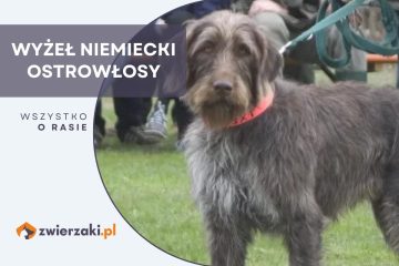 wyżeł niemiecki ostrowłosy