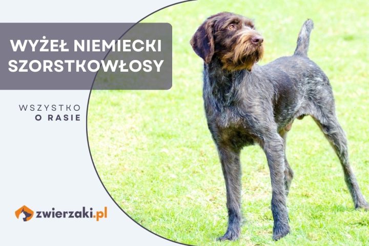 wyżeł niemiecki szorstkowłosy