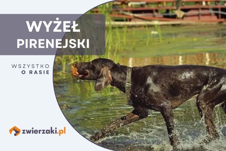 wyżeł pirenejski