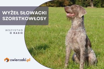 wyżeł słowacki szorstkowłosy