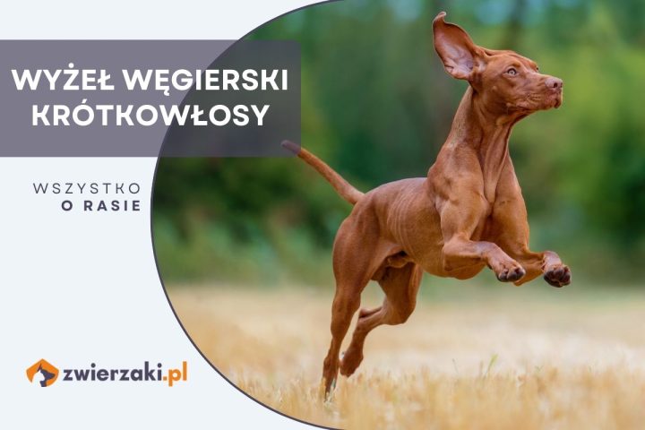 wyżeł węgierski