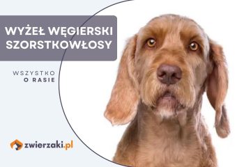 wyżeł węgierski szorstkowłosy