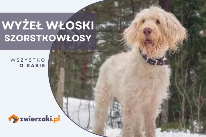 wyżeł włoski szorstkowłosy