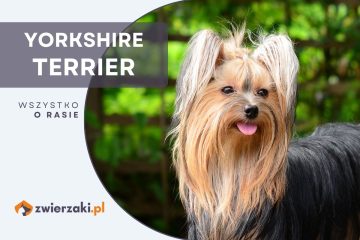 yorkshire terrier