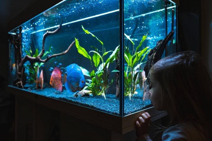 2 3 year old child watching fish swiming in big fi 2021 08 29 23 24 48 utc