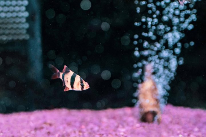 exotic fish in aquarium 2022 03 04 05 59 11 utc