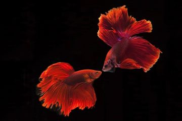 orange betta siamese fighting fish 2021 08 29 05 50 07 utc