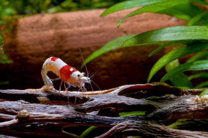 small red bee shrimp bend body and stay on timber 2021 12 13 23 39 41 utc