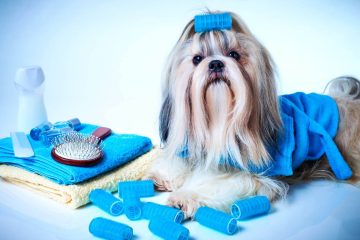 szampon dla shih tzu