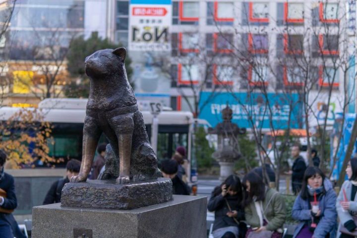 100 urodziny hachiko pomnik wiernego psa