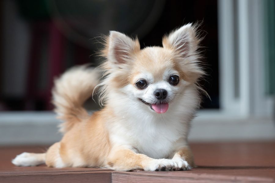 piesek rasy Chihuahua leży na tarasie