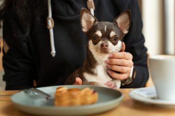 Pies zjadł ciasto drożdżowe