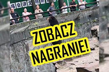 niedźwiedź jak człowiek niesamowite nagranie z chin