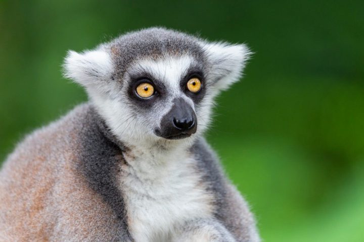 lemur