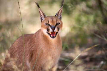 caracal