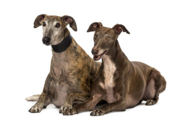 galgos