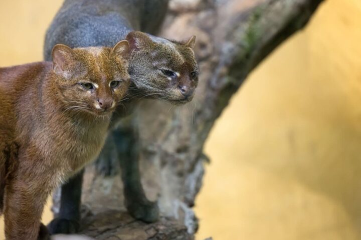 jaguarundi