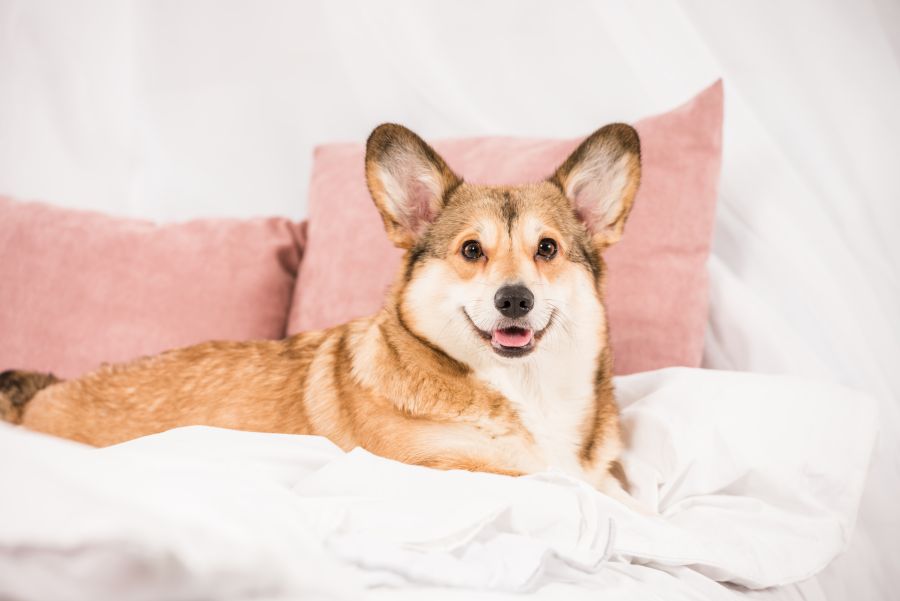 8. Corgi pembroke – maly pies na krotkich lapkach